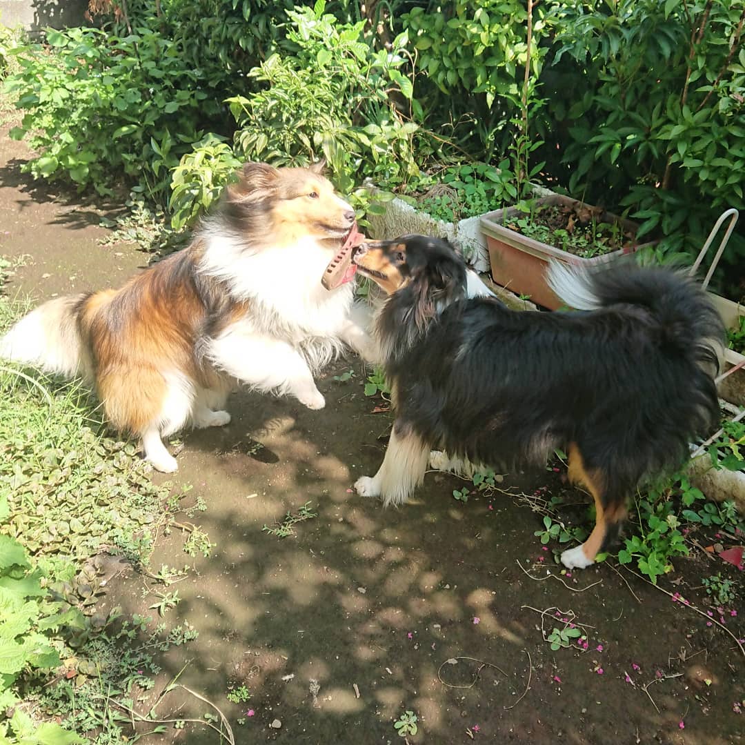 lcmc_1815's tweet photo. お庭
#シェルティ
#シェットランドシープドッグ
#sheltie
#shetlandsheepdog
#ラキミキ
#ラッキーミッキー
#キッキー
#luckymickey
インスタ⇒https://t.co/UrYQjx652l https://t.co/WzXuzW5vnT