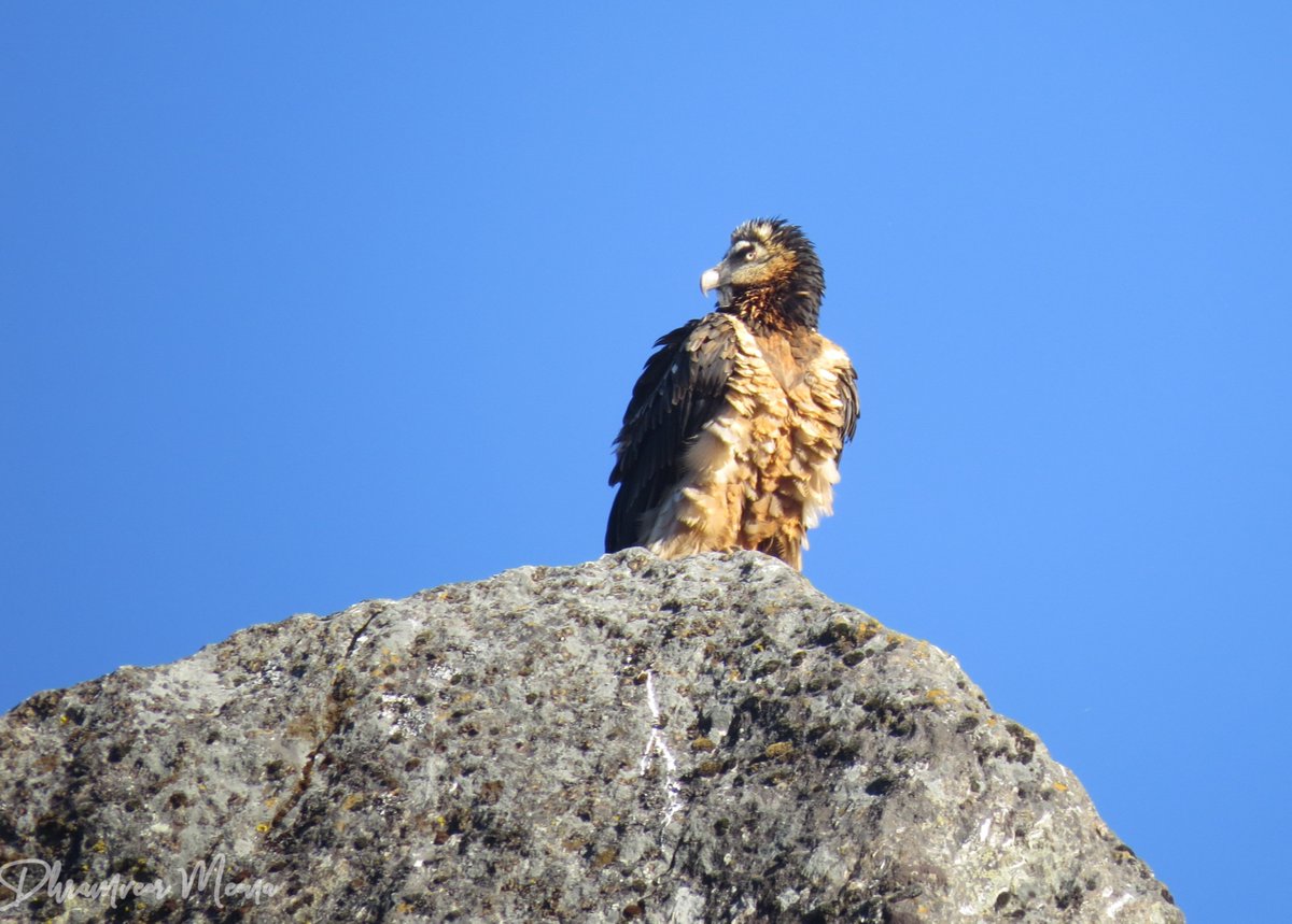 The Bearded Vulture.

#VultureAwarenessDay  
#Himachal @Avibase