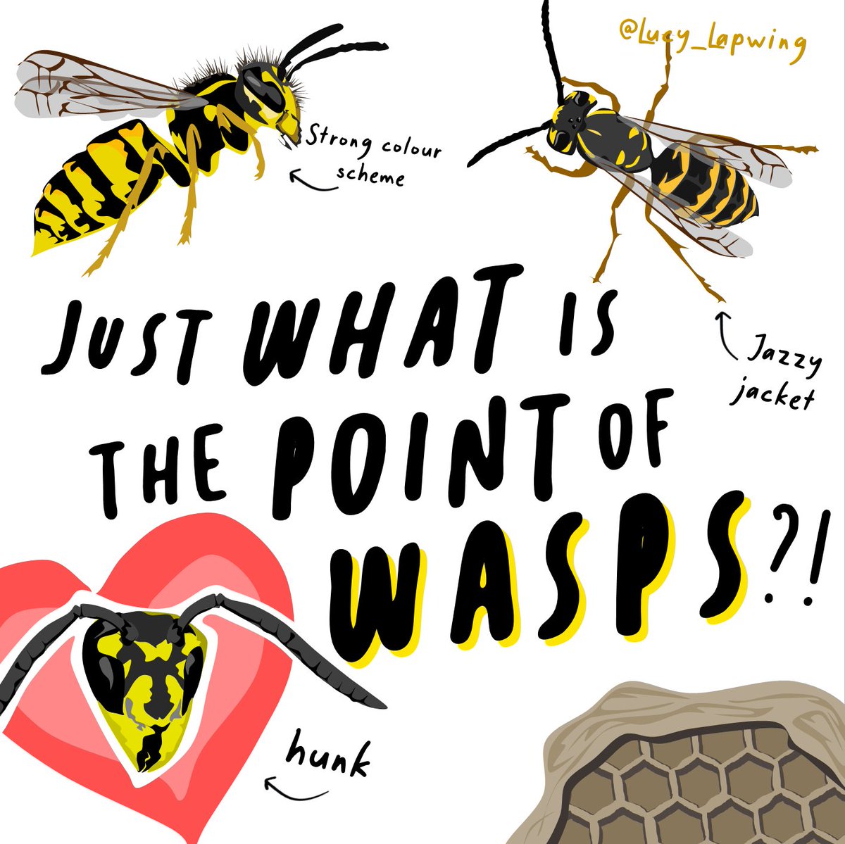 Lucy_Lapwing's tweet photo. WHAT'S THE POINT OF WASPS?! 🤔 

Pollinators, predators, paper-makers  - they're fascinating!

Want to avoid being stung? Don't swat, stay calm, hide your sugar and compliment them (they might just like it) 🖤💛

#turnfearintofascination #wasps https://t.co/J1OwfRUjd5