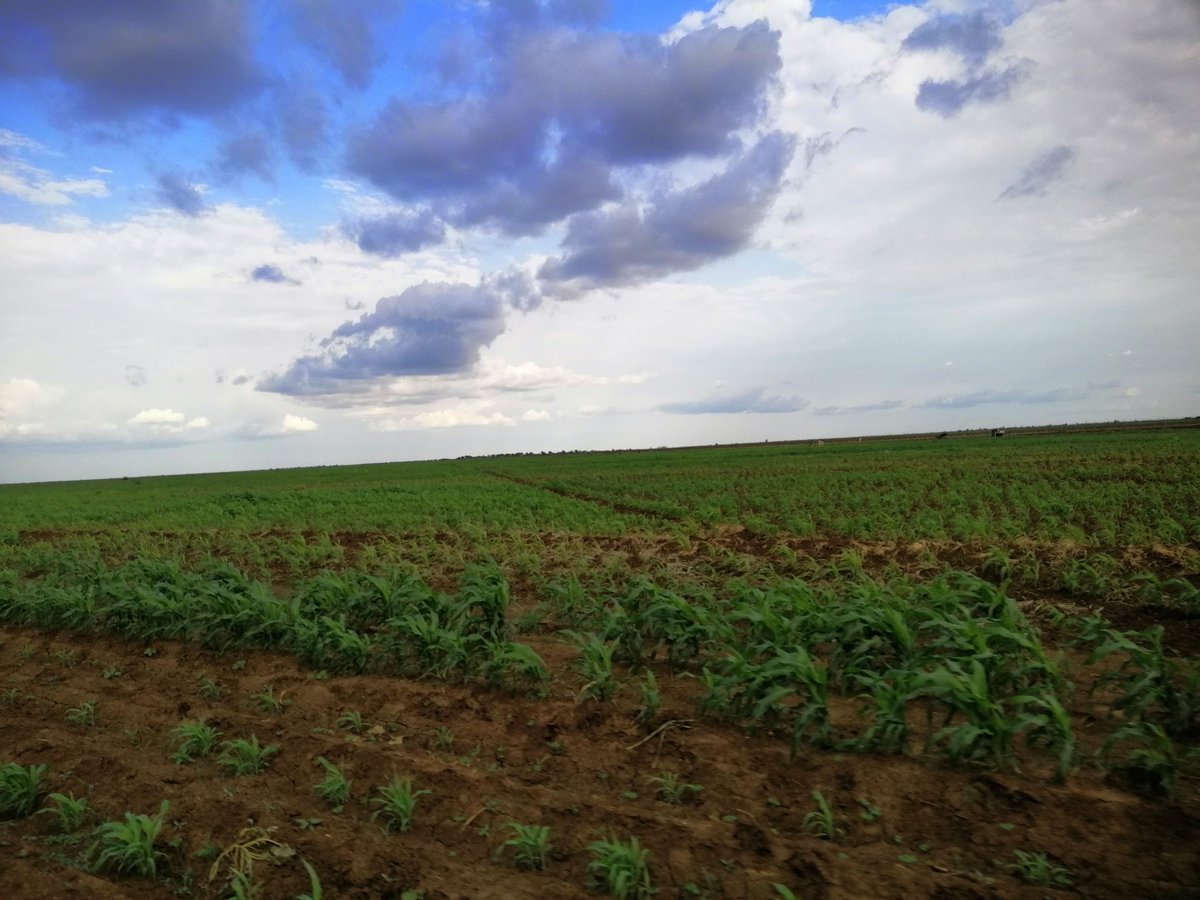 mohammedabd89's tweet image. اتخيل روعه المشهد
بحسب مزاجك🌼🌼🌼

بؤس الوضع الاقتصادي والحكومة الفاشلة المهزومه....

الخلاء او الزراعة والاجواء الخريفية تعطي جرعة امل باننا سنعبر😊😊😊
....
تصويري امس ...
الجزيرة...  مدينة المناقل
قسم المكاشفي...
مكتب النصيح...