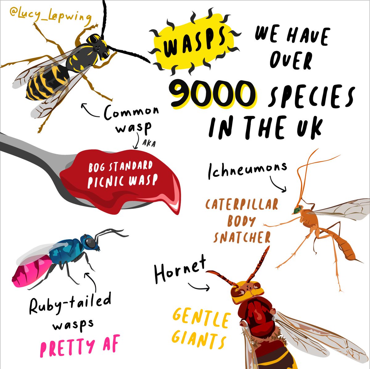 Lucy_Lapwing's tweet photo. WHAT'S THE POINT OF WASPS?! 🤔 

Pollinators, predators, paper-makers  - they're fascinating!

Want to avoid being stung? Don't swat, stay calm, hide your sugar and compliment them (they might just like it) 🖤💛

#turnfearintofascination #wasps https://t.co/J1OwfRUjd5