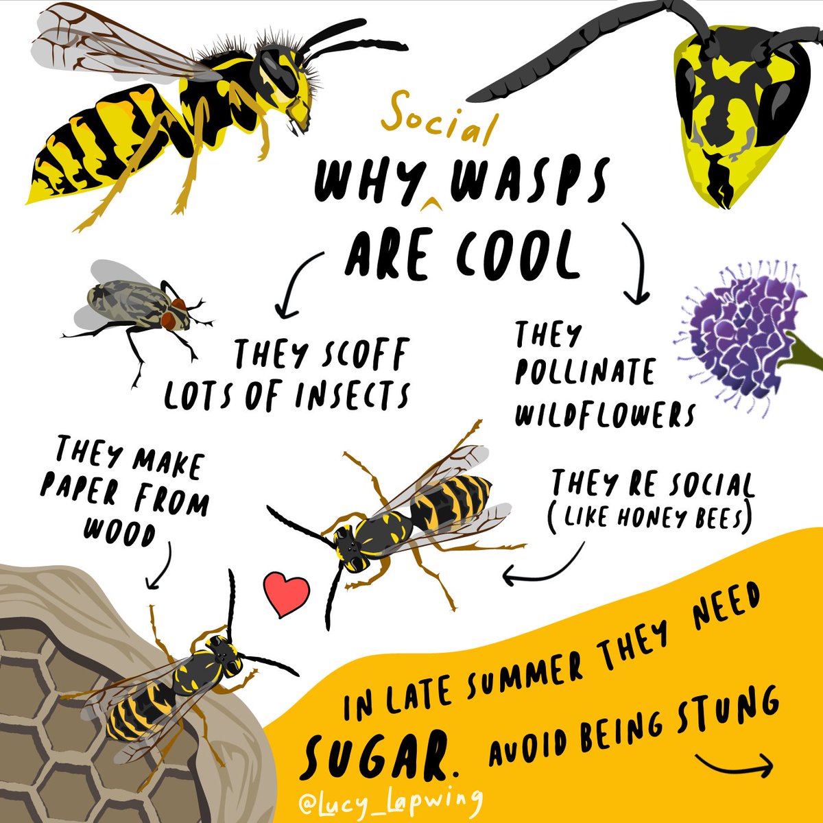 Lucy_Lapwing's tweet photo. WHAT'S THE POINT OF WASPS?! 🤔 

Pollinators, predators, paper-makers  - they're fascinating!

Want to avoid being stung? Don't swat, stay calm, hide your sugar and compliment them (they might just like it) 🖤💛

#turnfearintofascination #wasps https://t.co/J1OwfRUjd5