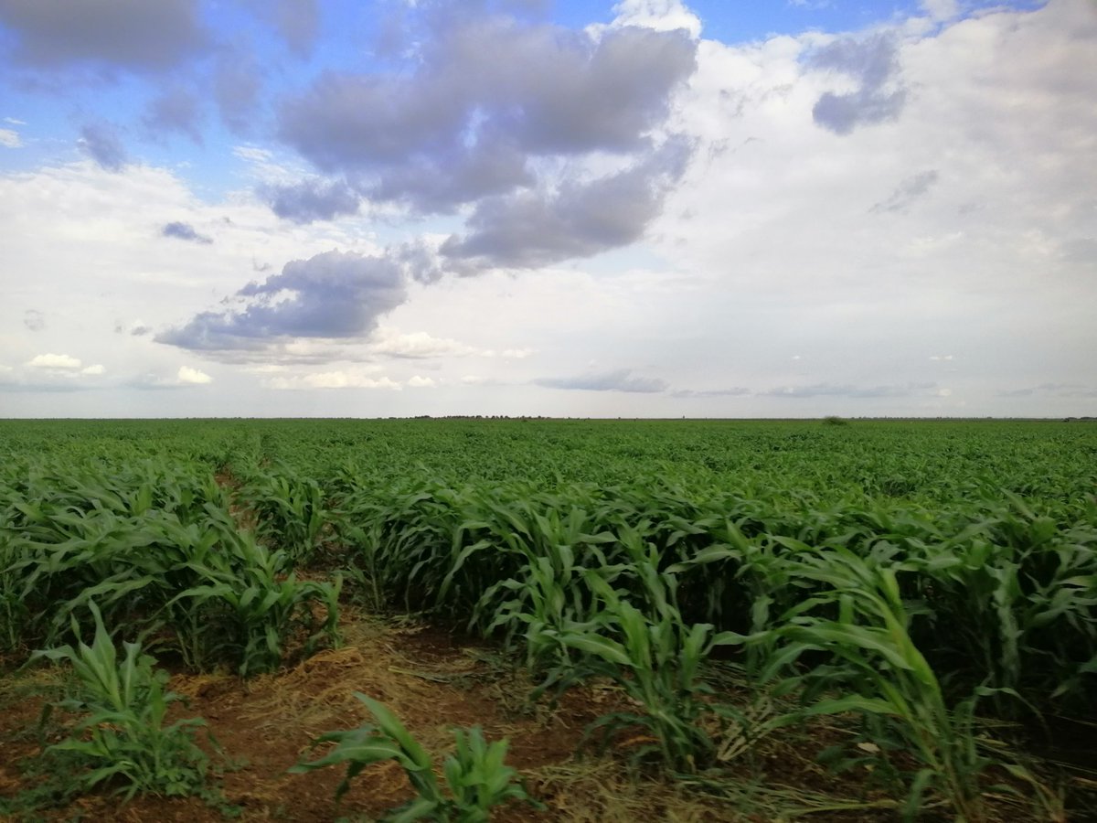 mohammedabd89's tweet image. اتخيل روعه المشهد
بحسب مزاجك🌼🌼🌼

بؤس الوضع الاقتصادي والحكومة الفاشلة المهزومه....

الخلاء او الزراعة والاجواء الخريفية تعطي جرعة امل باننا سنعبر😊😊😊
....
تصويري امس ...
الجزيرة...  مدينة المناقل
قسم المكاشفي...
مكتب النصيح...