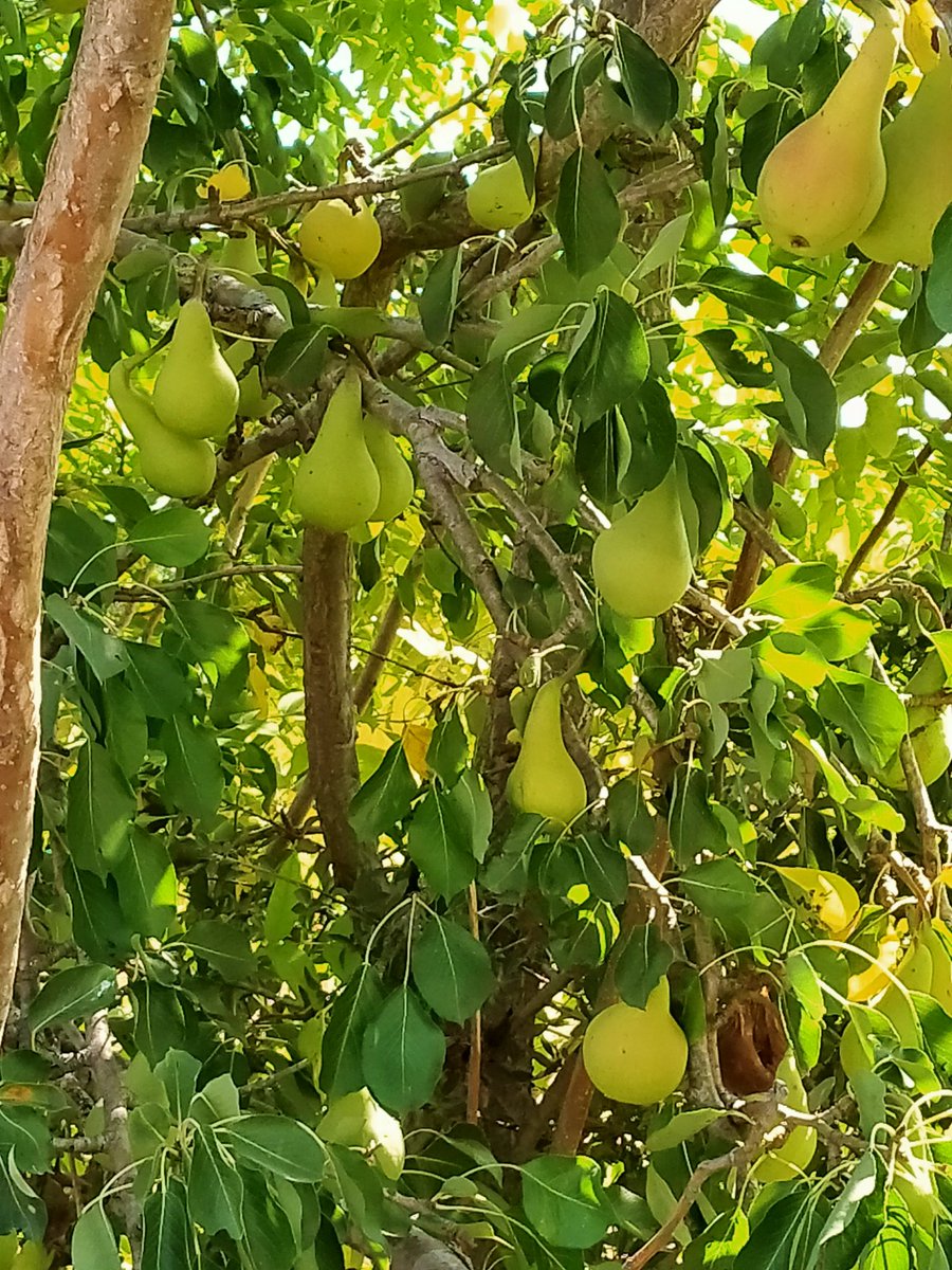 TuzBiberCo's tweet photo. Pears anybody? https://t.co/fYQHh1uZZa