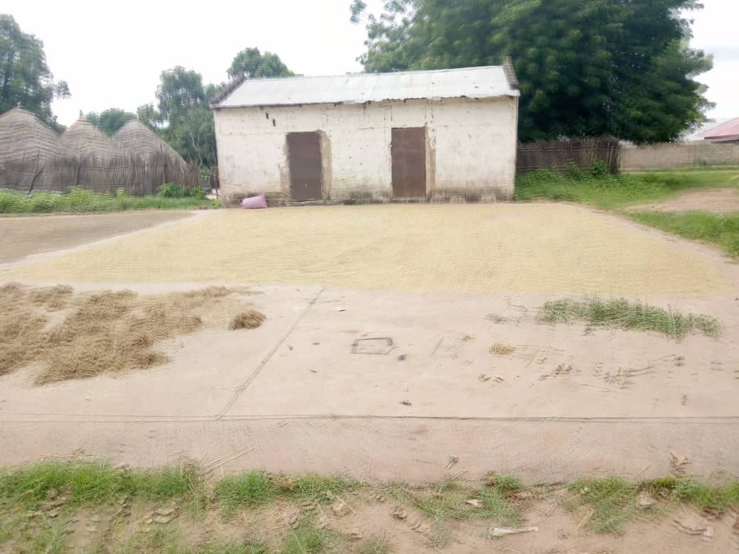MoneyFarm3's tweet photo. Following an investment of D250,000 by a Gambian investor living in the US in MIRA FARMS we are pleased to announce a bumper harvest of 26.5 tons of  locally grown rice by MIRA FARMS a Gambian start up company registered 1 yr ago. https://t.co/PwGTGzLsqe