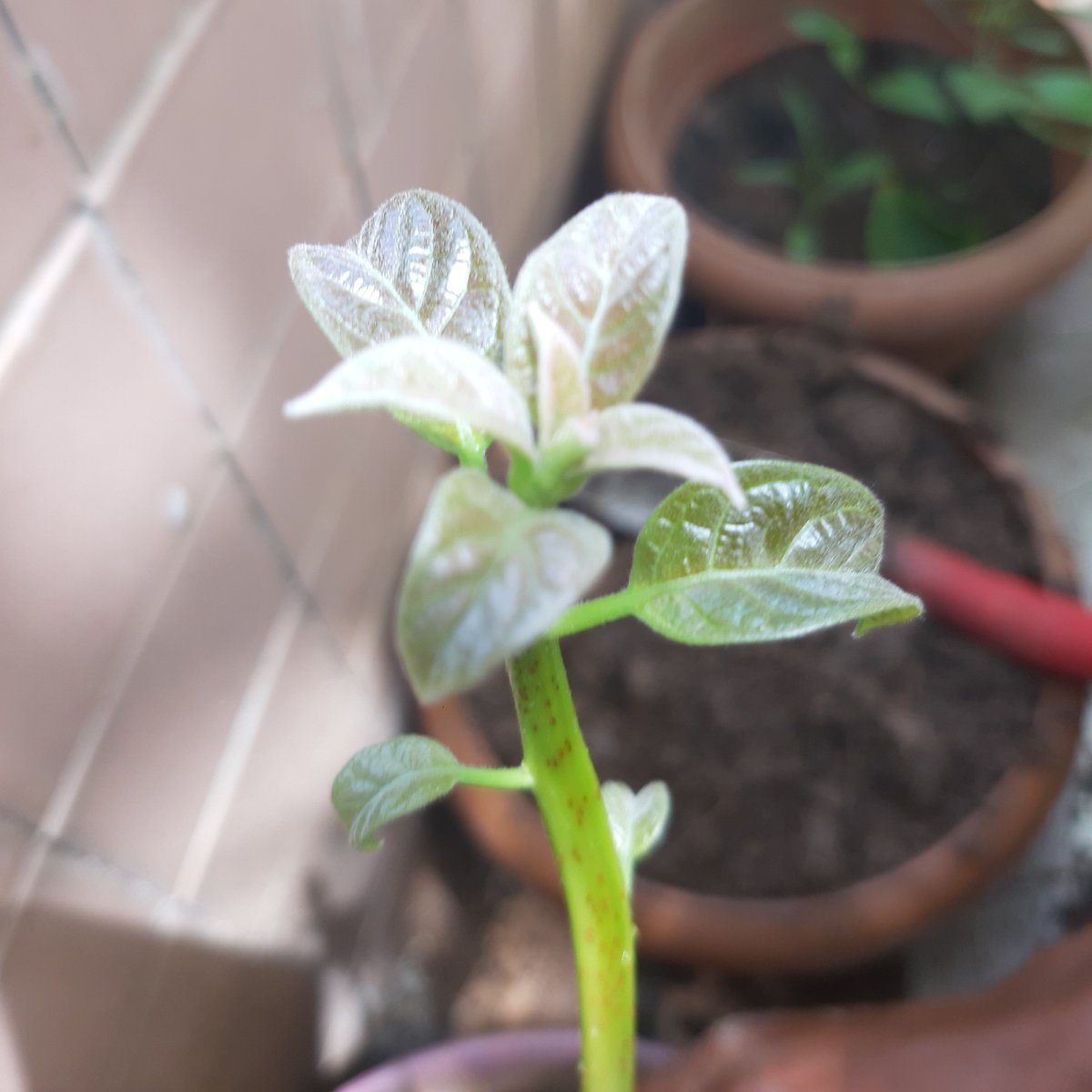 Avocado seedling made it from germination to outside successfully.