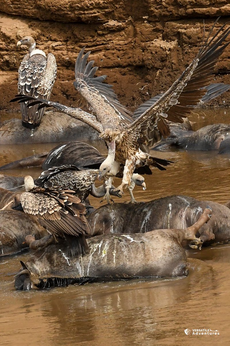 #DYK that a world without vultures would be a foul-smelling place, filled with disease & rotting carcasses? Vultures are an integral cog in our ecosystem.They fly over huge distances to feed on carrion, thereby cleaning & helping to prevent disease outbreaks. #SaveTheVultures