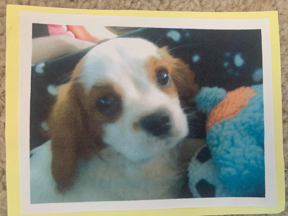 #cavalierkingcharlesspaniel #dogsoftwitter