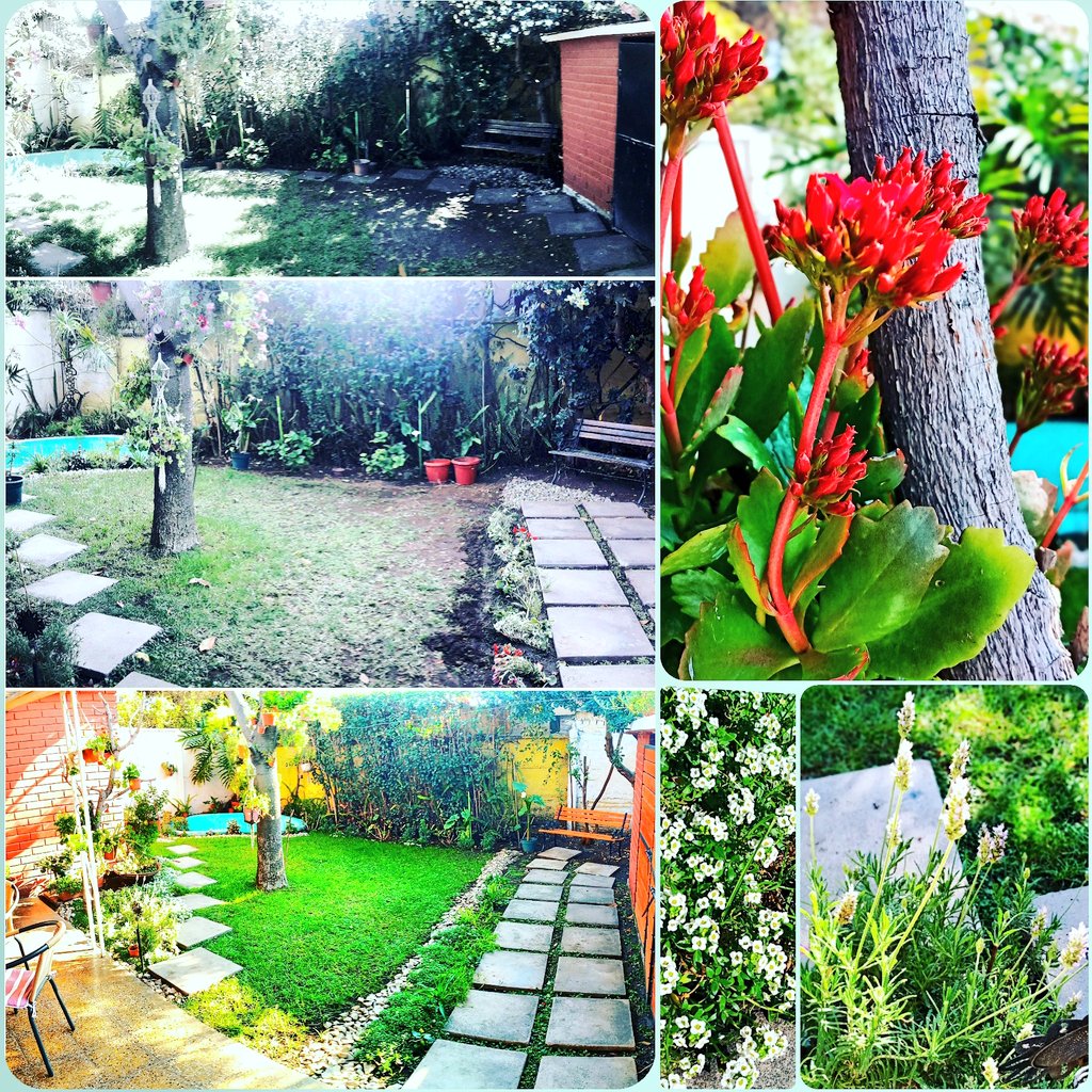 PanshopcRoa's tweet photo. Algo bueno de la pandemia son las ganas de mejorar el lugar donde pasamos el confinamiento... este año echándole ganas al jardín de casa🌿🌼🌺🌸🍀🌿

#FelizSabado #lluvia #Septiembre2020 #findesemana #patiointerior https://t.co/4qZqglT1O7