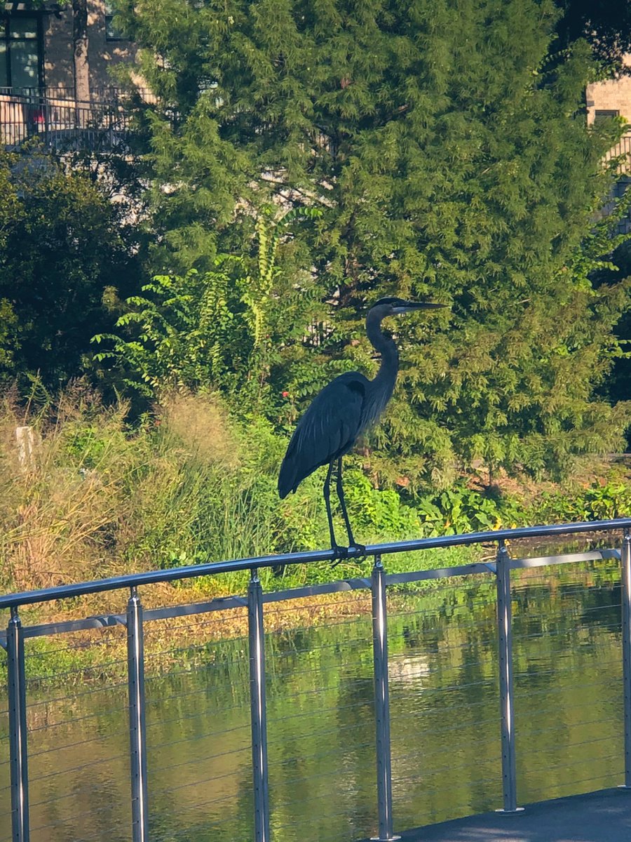 AlisonWSB's tweet photo. What’s so cool about #Atlanta is that in the middle of the city in some of the beautiful parks you can spot some cool wildlife... like this blue heron I saw on my morning walk with Rocky ! #LaborDayWeekend https://t.co/ryeRK6JfJc