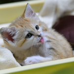 息できないほどの可愛さ？那須どうぶつ王国のスナネコちゃんの可愛さをご覧あれ!