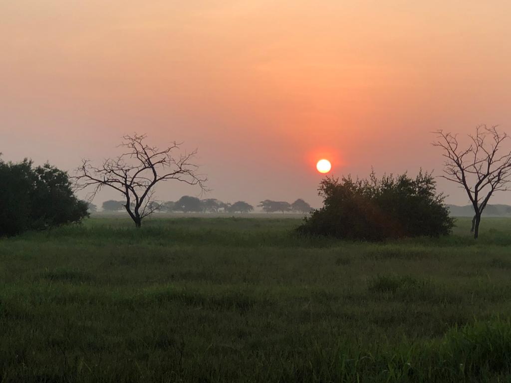 CCF_Wildlife's tweet photo. Beautiful sunrise at Velavadar
Nature is the best teacher.
@drrajivguptaias @HoffPccf 
@GujForestDept https://t.co/1kx0lrLIUs