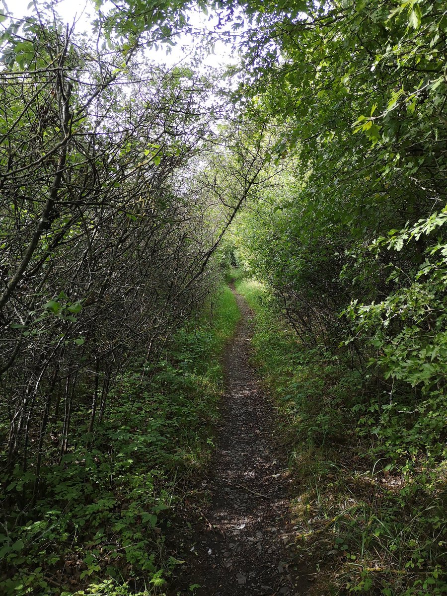 Hahaha sneaking through the trees- this part of the waggonway begins a pretty clear path you can trace on satellite images, though I've never taken this track before!