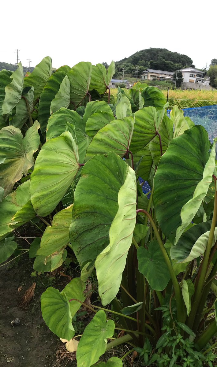 淡路島ほっこりファーム 里芋もすっかり大きくなりました この大きな葉 茎が倒れてきたら収穫です おいしいセレベスです