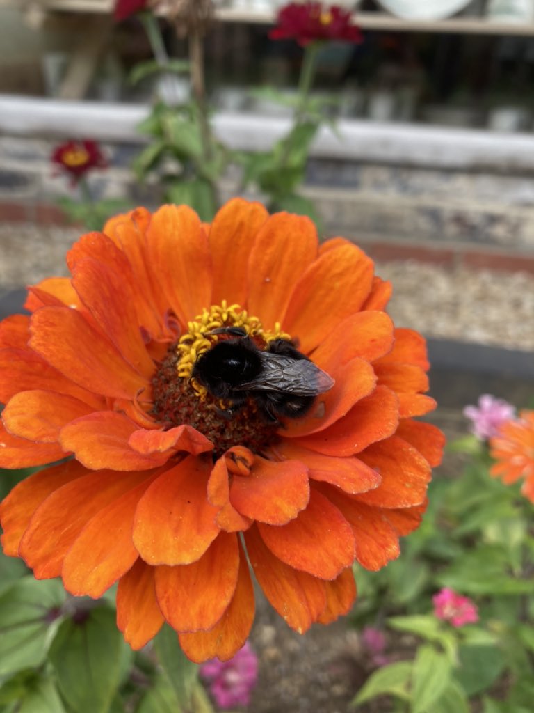 Env_James's tweet photo. Spotted a cute little black bee 🐝 enjoying this lovely orange (I think) dahlia 🌼 earlier this afternoon at @AstonPottery https://t.co/D4elNOAh1j