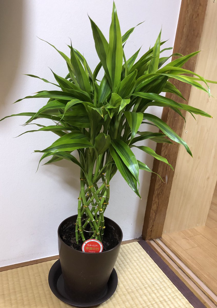 ラッキーバンブー