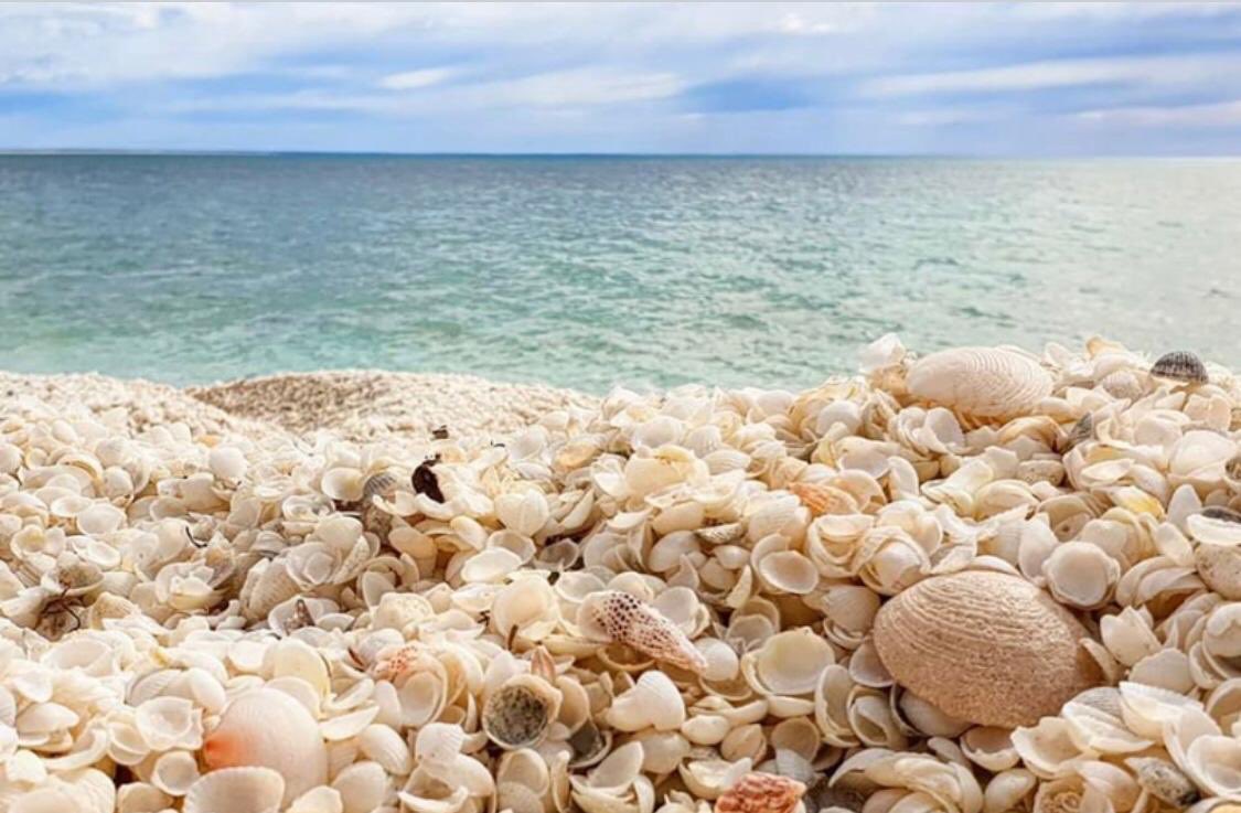 MSC_KU's tweet photo. #موجة_السبت 🌊
Away from the water line on the backshore of shark bay, many of the shells have become cemented together in some areas leading to the formation of large solid conglomeration.
#MarineGeology
#MarineScienceClub https://t.co/SuX4maCwbh
