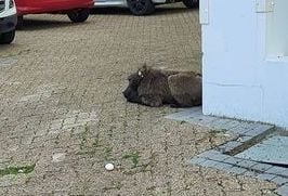 Eranu's tweet photo. @democraticalliance @CityofCT @HWSolutionsSA @alanwinde @alanwinde @helenzille @AimeeKuhl Hang your heads in shame ... not one shard of integrity amongst you @DailyMailUK #BringKatazaBack
#WeCannotAccept
#BaboonsOfCapeTown
#StopKillingourBaboons
#CapeTownAKillerHolidayDestination https://t.co/B0IFLqAowj