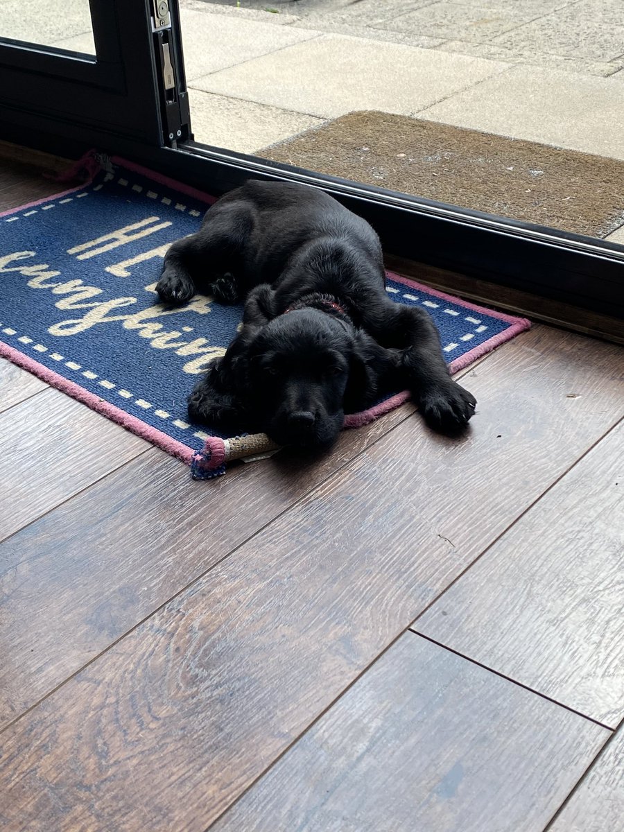 I could stare at him all day 🐶