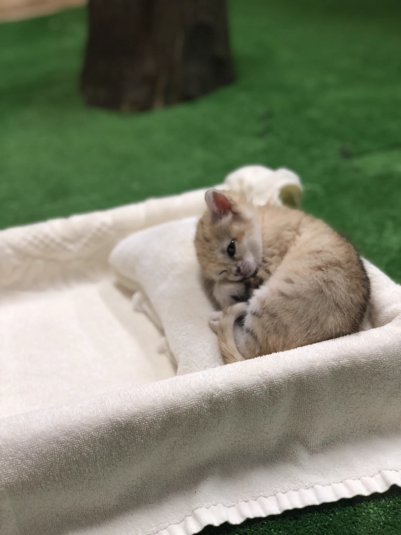 @vanity_temple 那須どうぶつ王国のスナネコちゃんですね😍私も行きました！ 