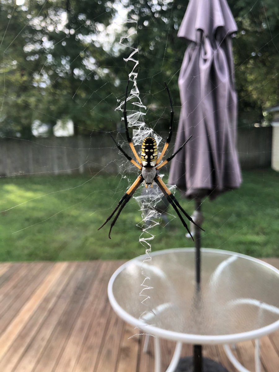SnooksDen's tweet photo. This lovely was a sight to enjoy coffee to...unfortunately I had to remove her bc she was blocking my door. I’m sure she loves her new area and will make another beautiful web #SaturdayVibes #LaborDayWeekend #spiders #YellowGardenSpider #minecraftmanhunt #IceCream #coffee https://t.co/ekMmopbUGj