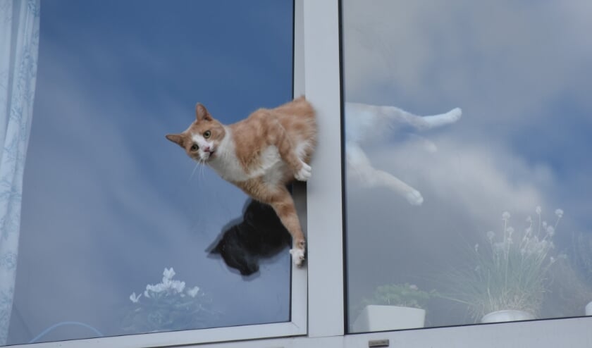 Kat werkt zichzelf klem, wordt door brandweer gered [SOEST] Een kat maakte zaterdagmiddag gebruik van de afwezigheid van z'n baasjes die een fietstocht waren gaan maken door een ontsnappingspoging te ondernemen uit de flatwoning aan de Veenbesstraat. D.....