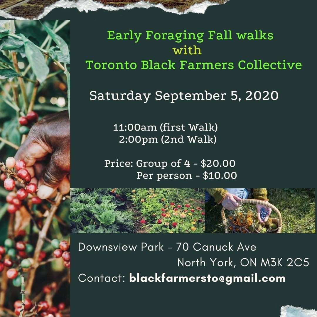 Join the Toronto Black Farmers Collective TODAY SEPT 5  for Early Fall Foraging Walks at Downsview Park  @ 11am and 2pm.  $10/person. Contact blackfarmers@gmail.com for more info