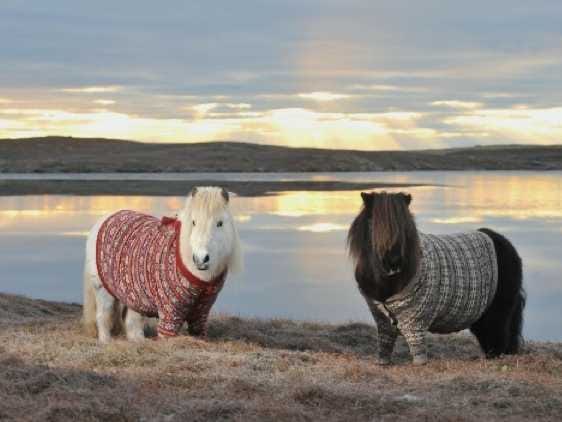 Everybody stop doom scrolling and look at these pictures of Shetland ponies wearing Shetland wool sweaters