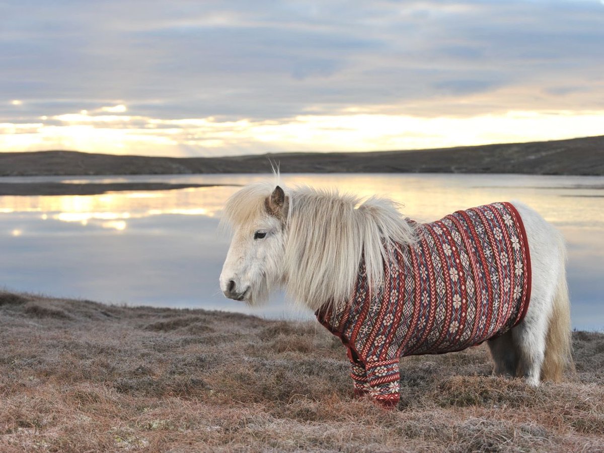 Everybody stop doom scrolling and look at these pictures of Shetland ponies wearing Shetland wool sweaters