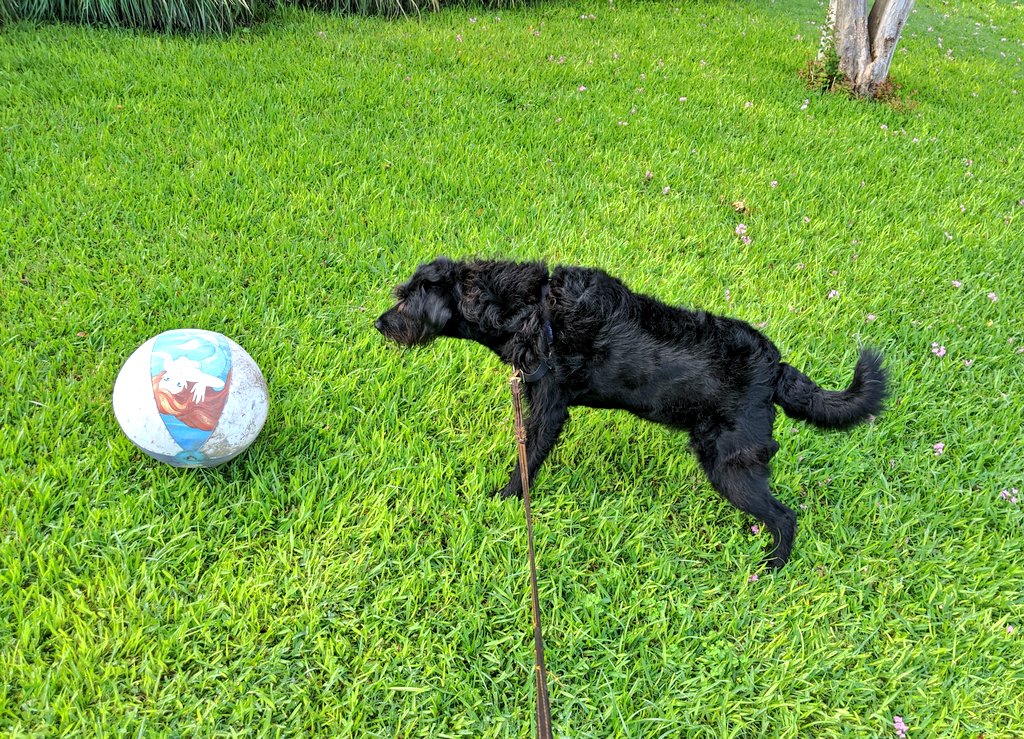 Continuing this dog walk of horrors, Ingrid is completely freaked out by this faded Little Mermaid ball. 