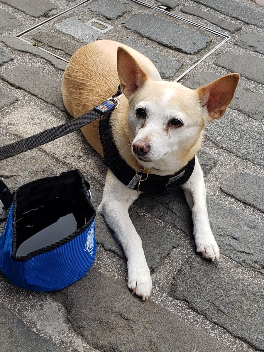 DrChelsi's tweet photo. Someone I don't know just walked by and went "oh, there's Spice". I guess my dog is famous. #dogsofedinburgh #alfresco https://t.co/LPuMzY7cp3