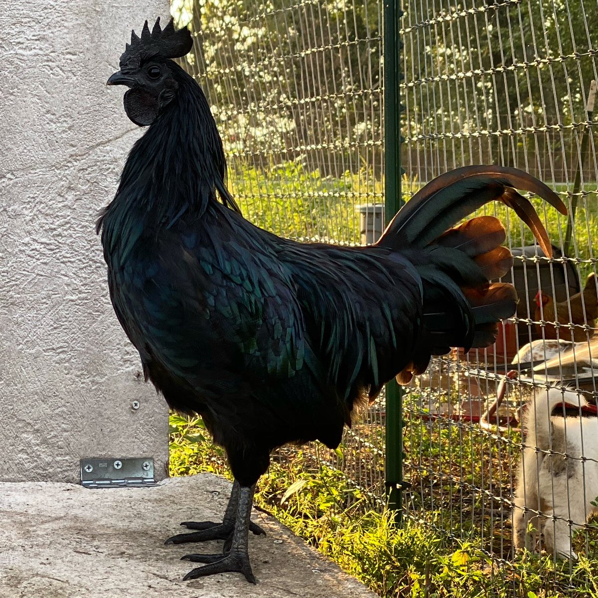 AdlerFarms's tweet photo. Morning โ๏ธ. Rarely does Magneto pose for for the ๐ธ...but this AM he put on a show. #HitEmWithTheFlex #AyamCemani https://t.co/UmKwT6UbXx