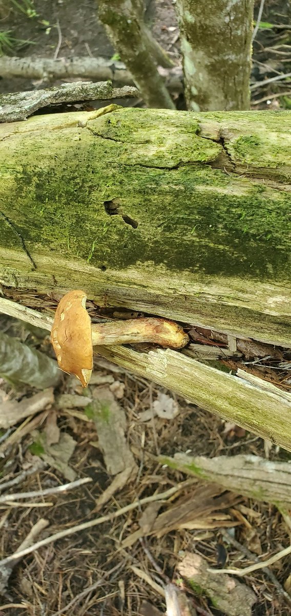 We all know, as the weather gets colder squirrels start to cash food for winter. This includes mushrooms! In order to keep the mushrooms from going bad they will  prop them up and dry them. Keeping them fresh all winter long! #MushroomMonth
