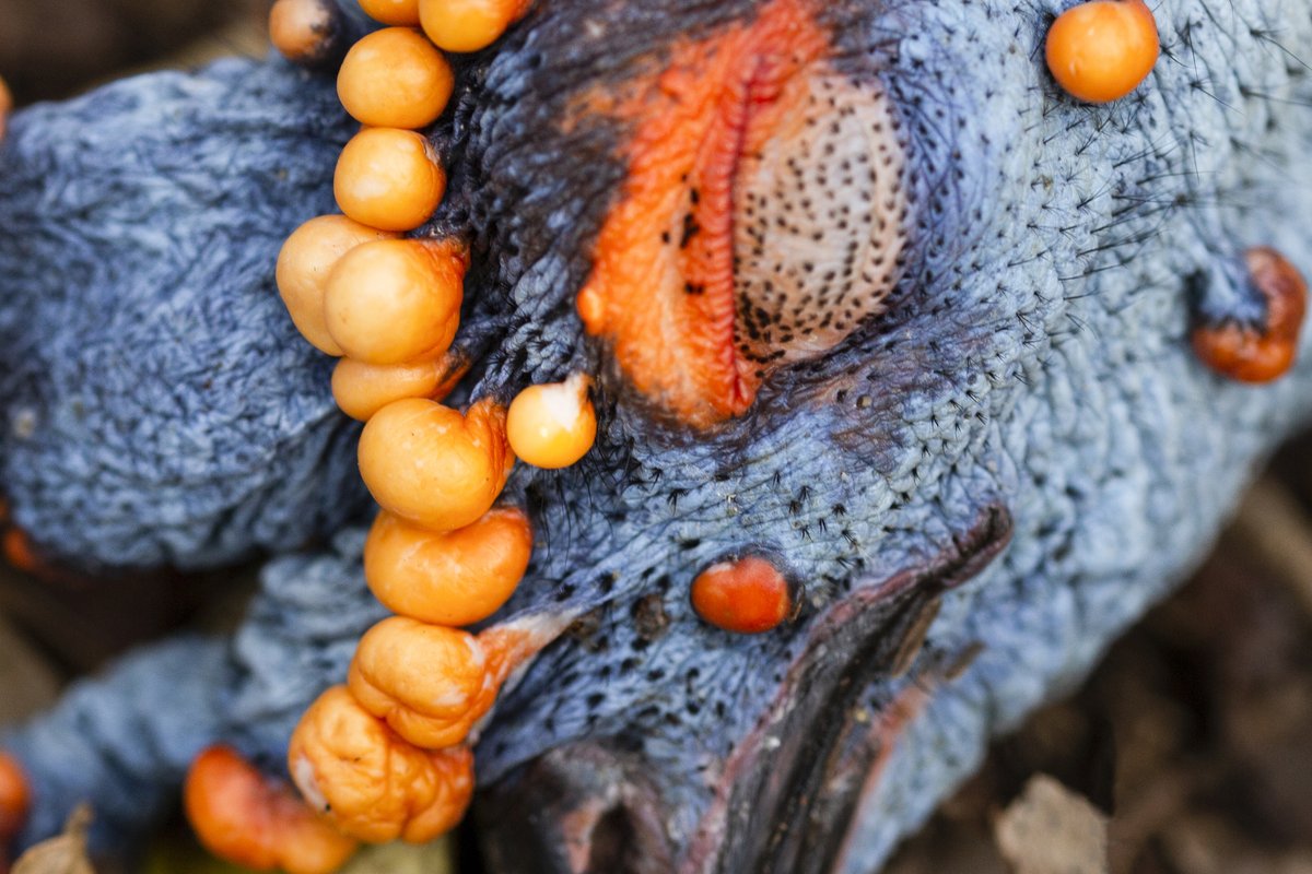 OUTDChannel's tweet photo. Can you guess the species and location of today's hunt on Sporting Classics TV?! Watch at 12:30 PM ET!
#WhatGetsYouOutdoors #Hunting #HuntingTrip #SportingClassics #BirdHunting #OutdoorChannel #SportingClassicsTV #Mystery #Guess #Hunt https://t.co/UpKVvJLQeH