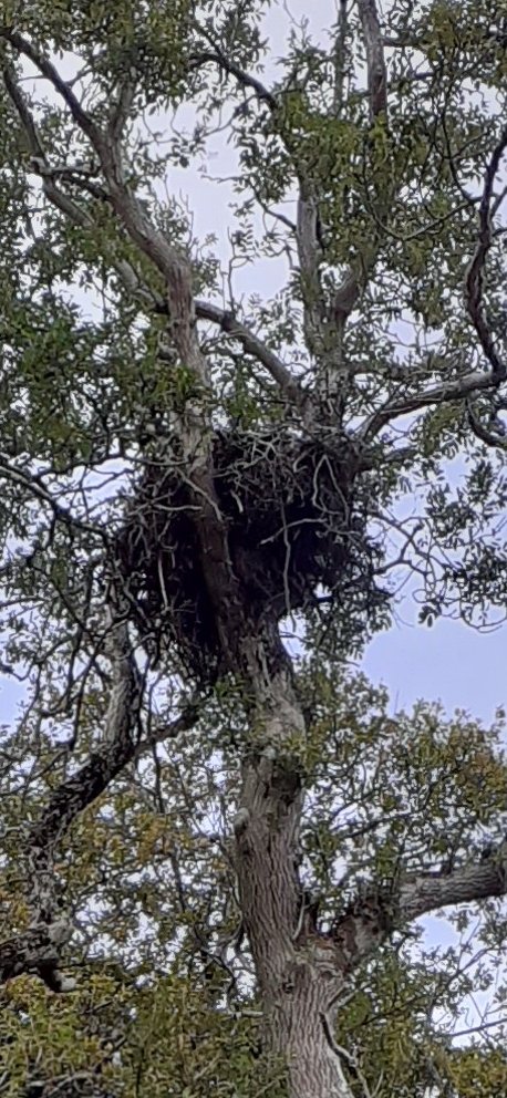 🦅Nothing illustrates the end of summer for me quite like a few moulted sea eagle feathers on a browning bracken boulder with accompanying bell heather🪶🍂. And a nicely empty nest after a long wait for a chick to fly. Now well on its way. Adults can chill a bit now. Job done😉👏