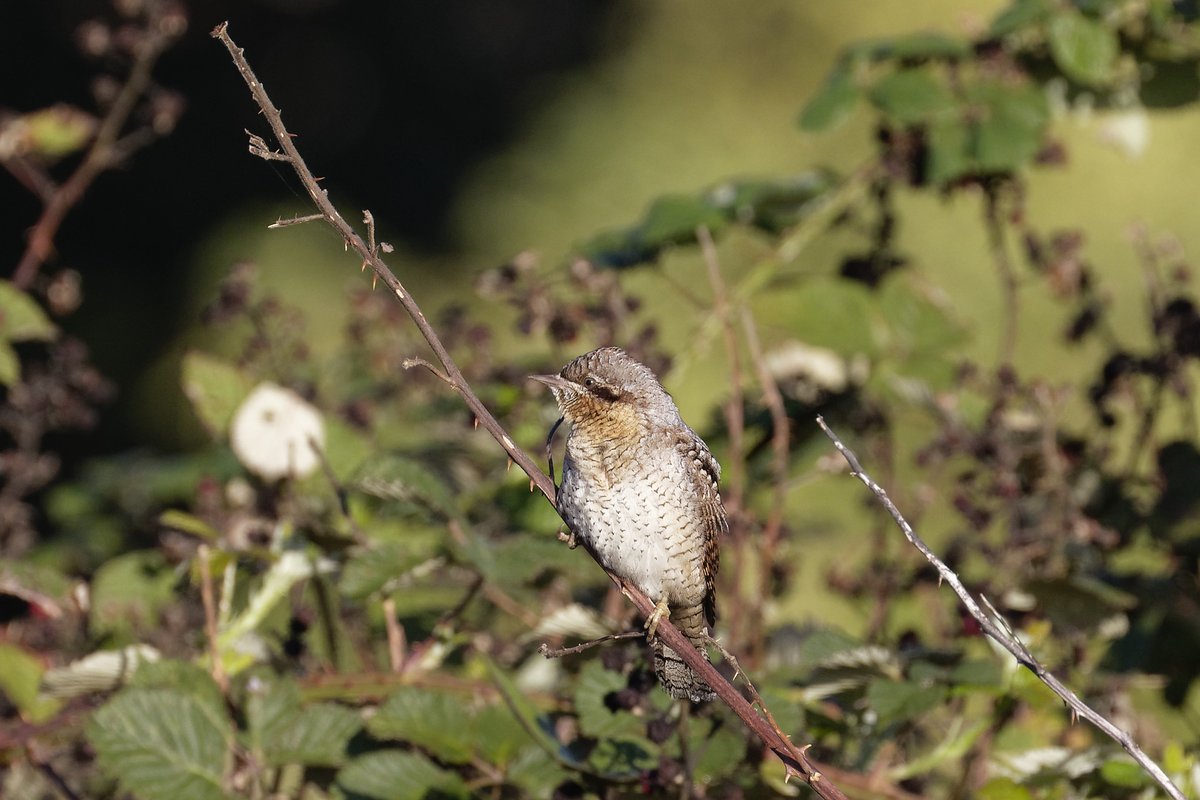 David Wright tweet media