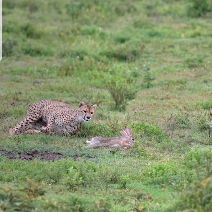 waziridello1's tweet photo. Good morning from Serengeti🙌 https://t.co/D9cBYNQISA