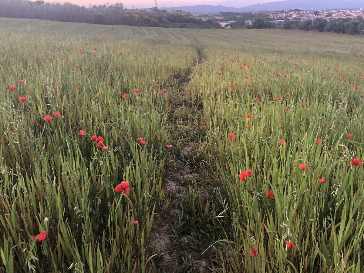 Xàldiga  tweet media