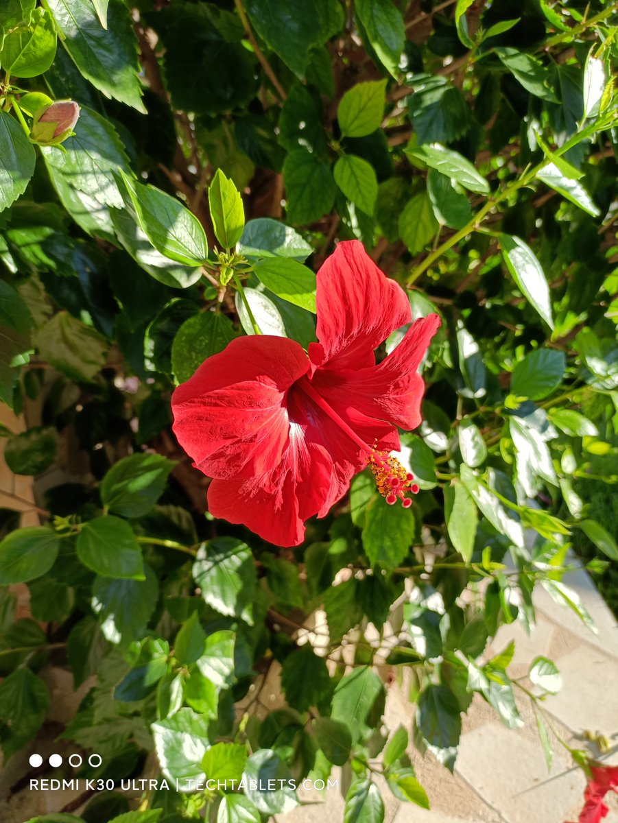 TechTabletscom's tweet image. Which does it better? Redmi K30 Ultra Vs Poco F2 Pro #RedmiK30Pro #POCOF2Pro #POCOcomingsoon