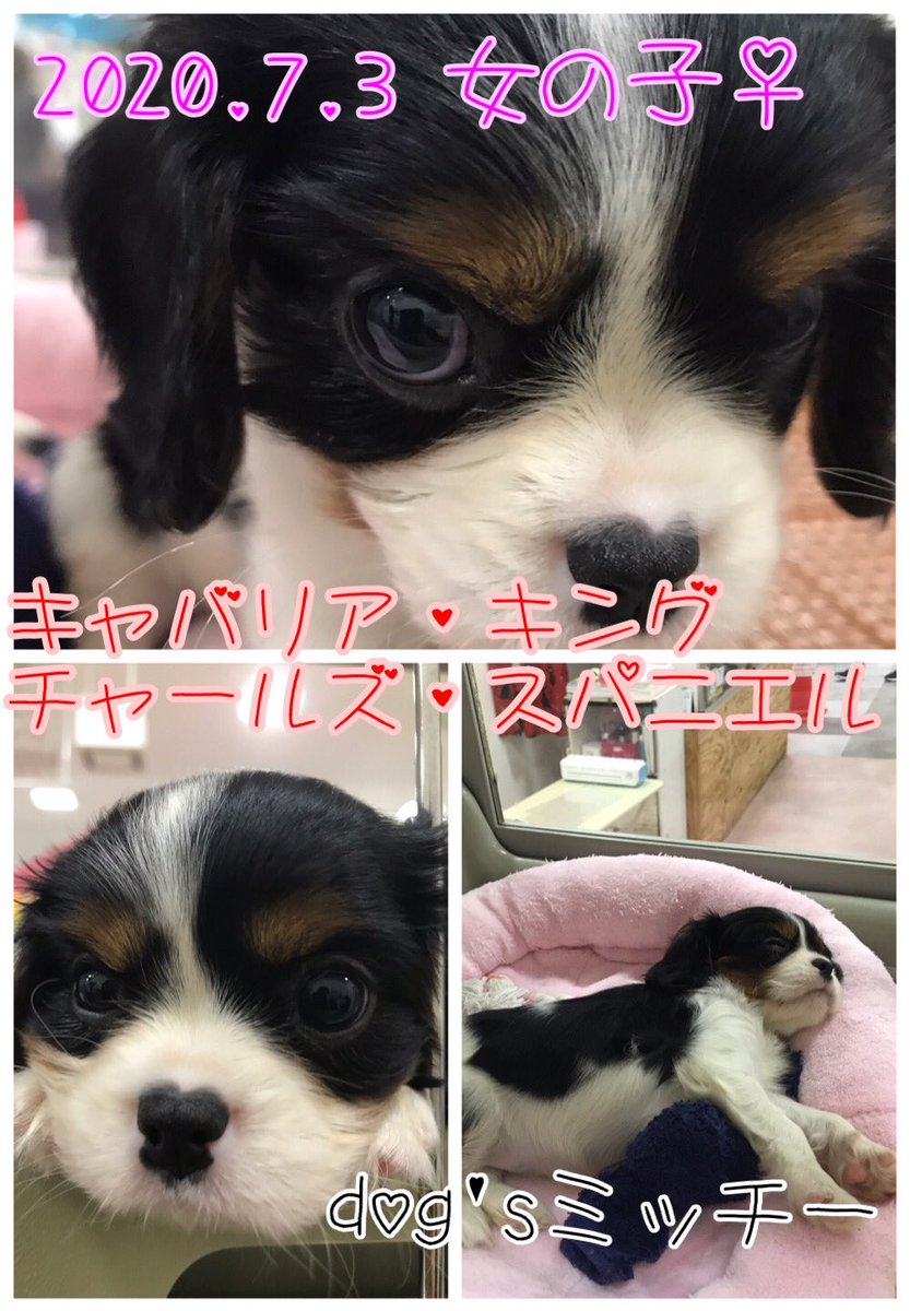 Dogs_mitchy's tweet photo. 【New Face】
7/3生まれのキャバリア・キング・チャールズ・スパニエルの女の子！
#キャバリア
#犬
#猫
#dogsミッチー https://t.co/DjPcubbhSa