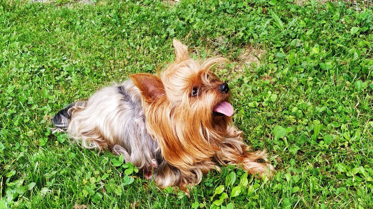 Nira #yorkshire #yorkshireterrier #yorkies #yorkielife #yorkielovers #yorkielover #yorkshire_terrier #dog #犬 #hund #chien #perro #cachorro #cane #citydog #yorkielove #yorkie #ヨーキー #york #йорк #yorkshire #собака #йоркширскийтерьер #terriers #doglovers #dogclothes #dogclothing