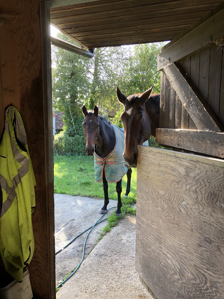 ToniLeese's tweet photo. Apparently I took a bit long making the breakfasts this morning......... 🐴🐴😍😂 #HurryUp #RoomServicePlease https://t.co/fkB2eNNz3e