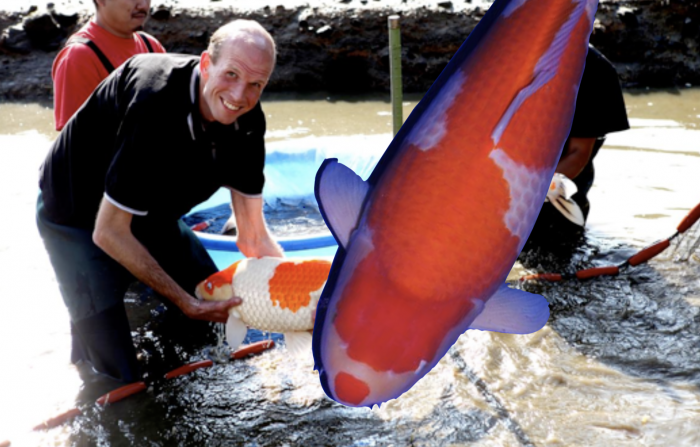 KoiQuestion's tweet image. KKW pakt weer hoofdprijs met Yamatoya Kohaku op Holland Koi Show; Supreme Champion - koiquestion.com/2020/09/05/kkw… |diamond sakura, kkw, Koi Kichi World, Tjaard van Baalen, Yamatoya