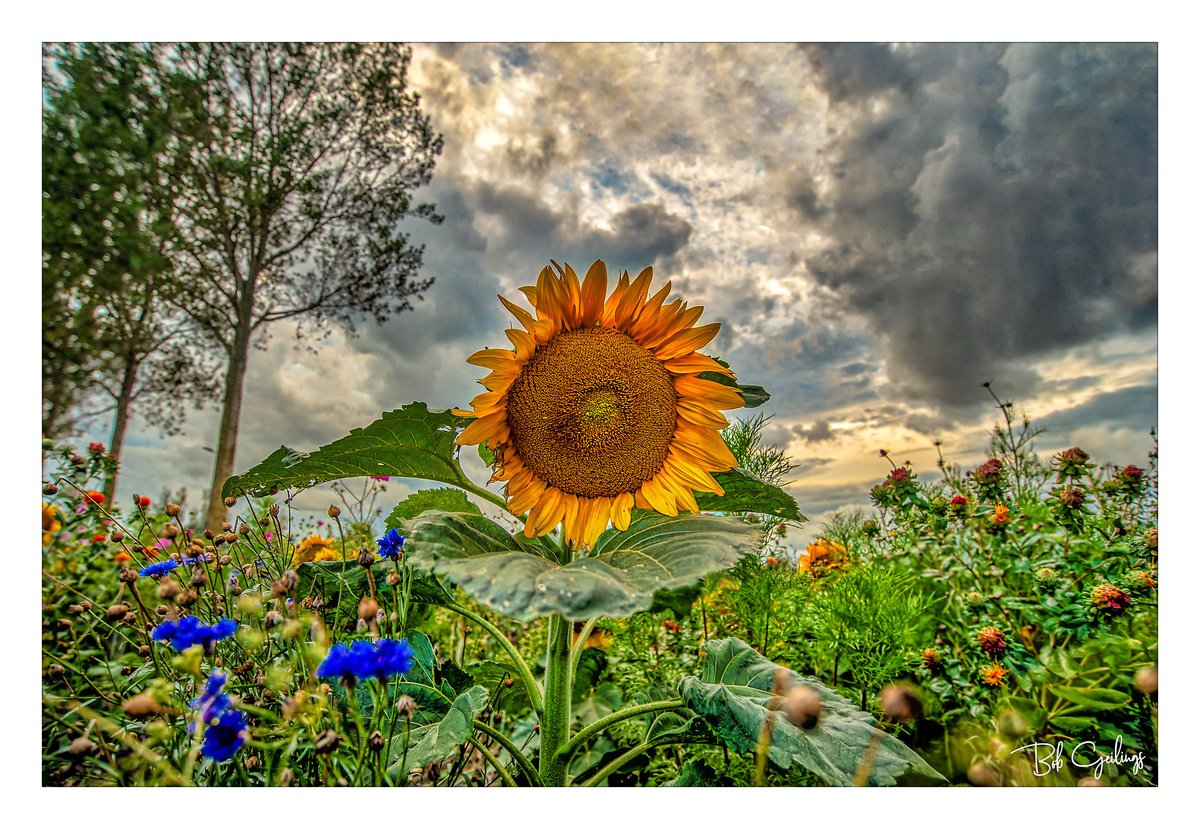 bobgeilings's tweet photo. "Two weeks mightyness left"

#sunflower #sunflowers #flowers #nature #art #love #flower #yellow #photography #summer #girassol #sunflowerfield #like #naturephotography #sunset #sunshine #clouds #photooftheday #beautiful #girasoles #sunflowerlove #sunflowerseeds https://t.co/XyQDHRrh7J