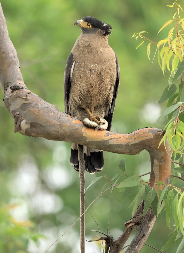  @natgeo  @Avibase  @ThePhotoHour  @NatureIn_Focus  @SanctuaryAsia #IndiAves  #birds  #birdwatching  #birdphotography  #nature  #BBCWildlifePOTD  #WildlifePhoto  #WeekendWilds My brother's incredible click.  https://www.facebook.com/profile.php?id=100001549799014 https://instagram.com/atuljain67?igshid=6a4u385c079f