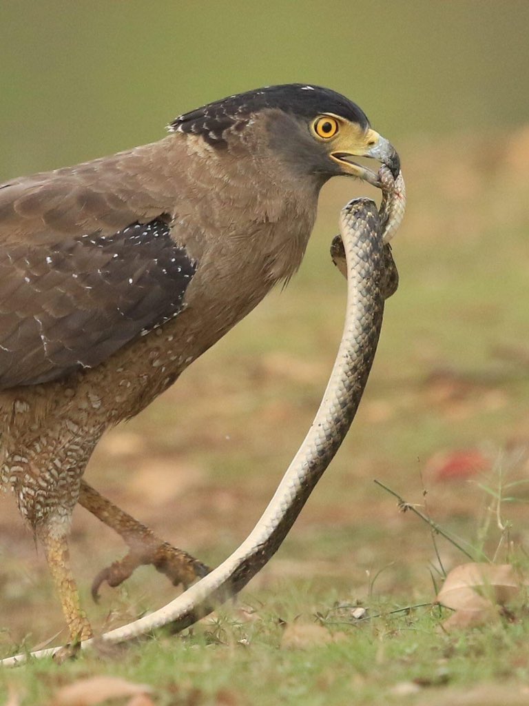  @natgeo  @Avibase  @ThePhotoHour  @NatureIn_Focus  @SanctuaryAsia #IndiAves  #birds  #birdwatching  #birdphotography  #nature  #BBCWildlifePOTD  #WildlifePhoto  #WeekendWilds My brother's incredible click.  https://www.facebook.com/profile.php?id=100001549799014 https://instagram.com/atuljain67?igshid=6a4u385c079f