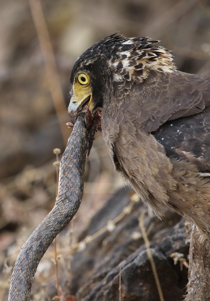  @natgeo  @Avibase  @ThePhotoHour  @NatureIn_Focus  @SanctuaryAsia #IndiAves  #birds  #birdwatching  #birdphotography  #nature  #BBCWildlifePOTD  #WildlifePhoto  #WeekendWilds My brother's incredible click.  https://www.facebook.com/profile.php?id=100001549799014 https://instagram.com/atuljain67?igshid=6a4u385c079f