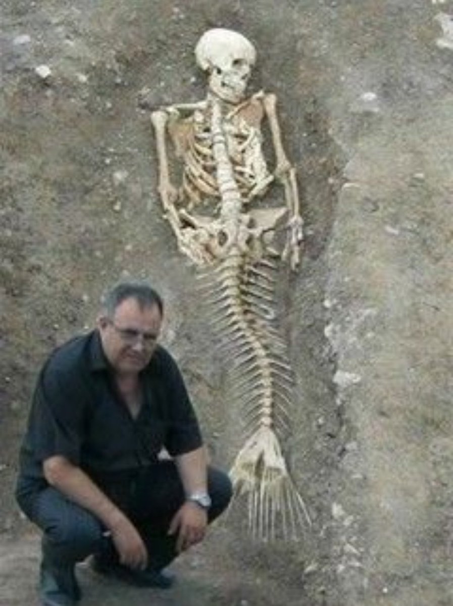 Emdee1 とある依頼で人魚の骨を描いてほしいと言われているんだけど正解がない この画像なんて下半身サンマじゃねえか