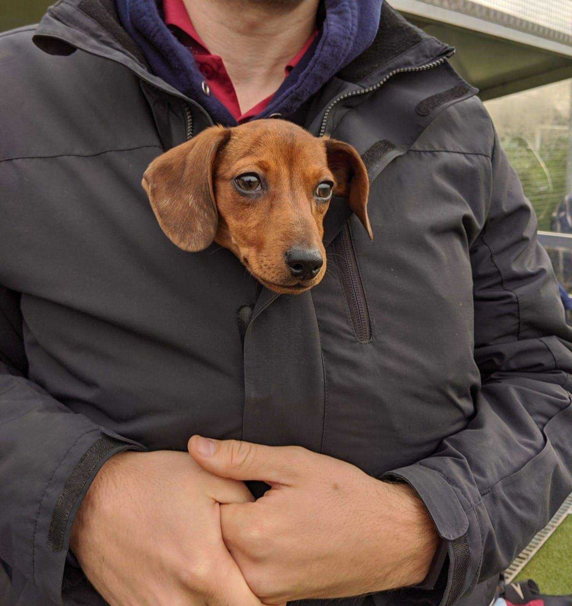 MontyTheSausage's tweet photo. Mum and dad are playing their first hockey games of 20/21 today! 🏑 I love coming to support! 👏🏻🤸♀️ #mkhc #hockey #fieldhockey #seasonready https://t.co/oL0J2SP3nv