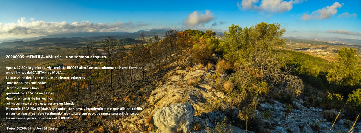 josemmol's tweet photo. 0200905 #IFMULA. #Murcia .SIERRA SILLA - una semana después NO CONVIENE OLVIDAR
Aprox. 17.30h la garita de vigilancia de RICOTE alertó de una columna de humo formada en los limites del CAGITAN de MULA…..
Lo que
SEGUIR LEYENDO JUNTO A FOTO
Fotos 20200904 ©Jose M. Serna https://t.co/qTDAyuGYS2